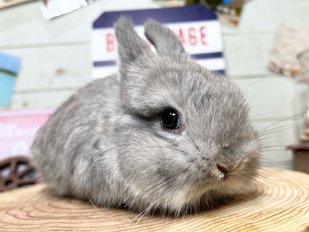 ショップには個性豊かなウサギが多数おります | 札幌のうさぎ専門店