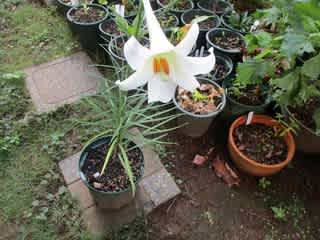 請百合（うけゆり）の花の記事画像