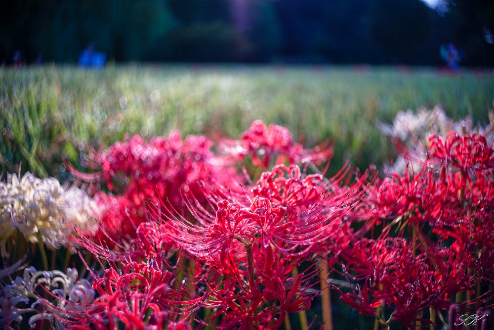 Heligon RODENSTOCK HELIGON 35mm f2.8 | SKの寫眞機道楽
