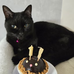 画像 よもぎ迷子、 の記事より 1つ目