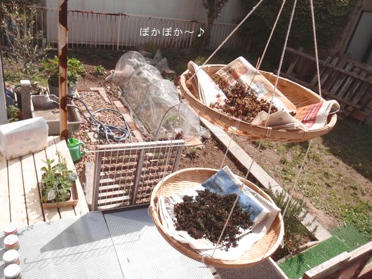 ［4/23］ じゃがいもの芽かきの記事画像