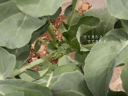 ［4/23］ じゃがいもの芽かきの記事画像