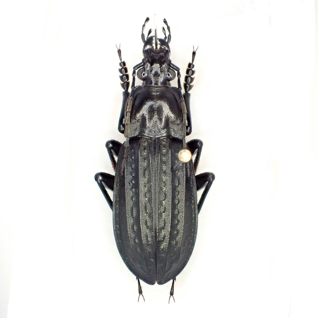 マークオサムシ Carabus maacki aquatilis | 秋田えんしす