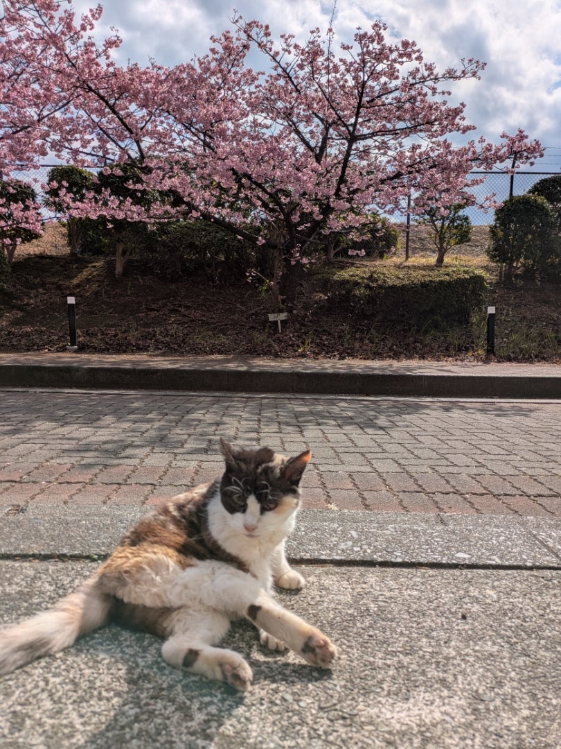 じゃれねこ『2月☆桜満開②』 2026年2月13日～2月15日 初島旅行 その② ランチとか 桜とさくら