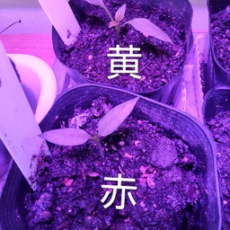 画像 パプリカの栽培記録2026 の記事より 17つ目