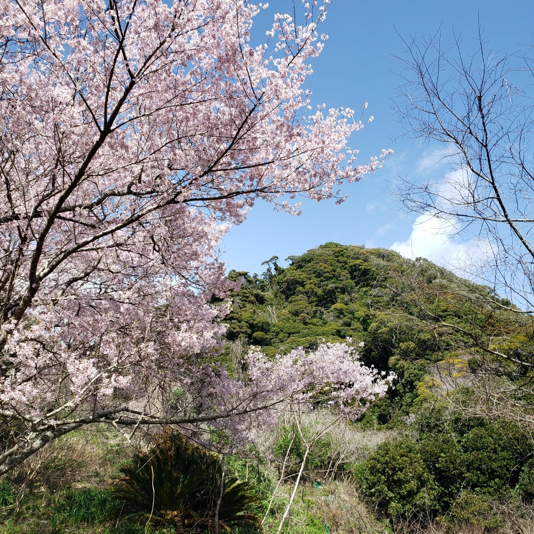南房総の里山でタラの芽採り｜2026年の収穫は6つ・ゼンマイと
