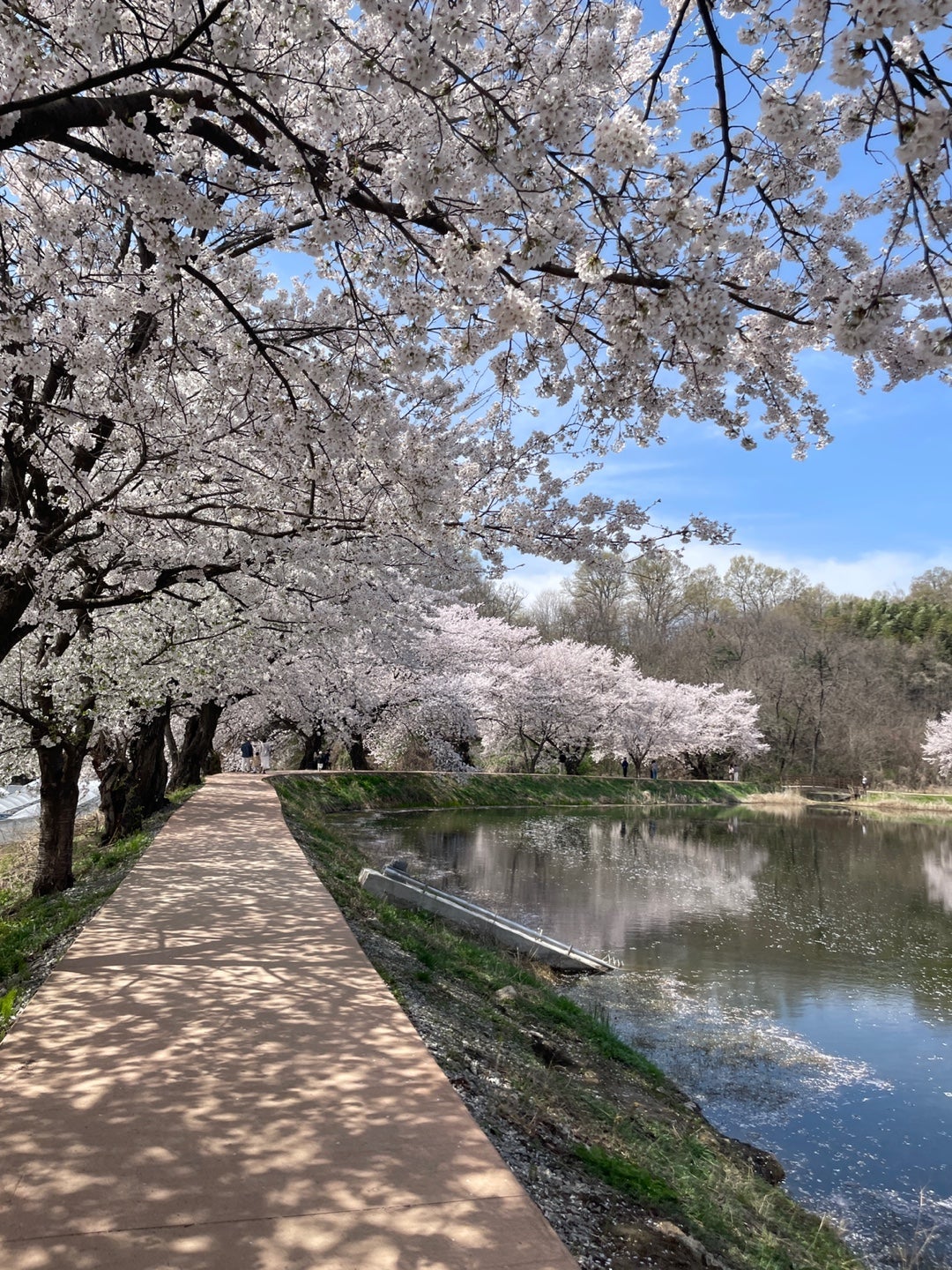 韓国でも桜が満開になりました！の記事画像