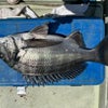 4月11日苅田港かかり釣り釣果の画像