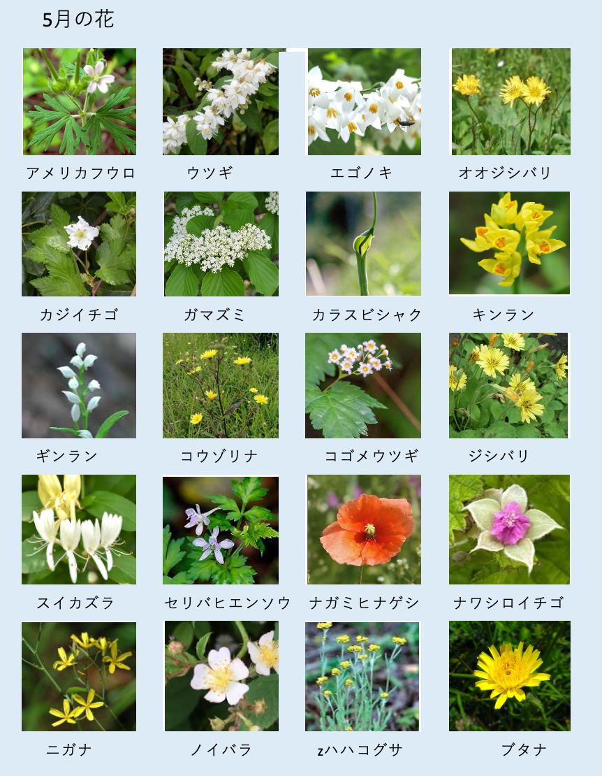 5月の花 | 玉川上水の野草たち