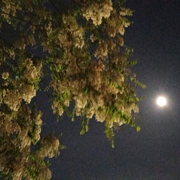 画像 夜散歩で の記事より 3つ目