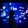 海月 -Jellyfish-の画像