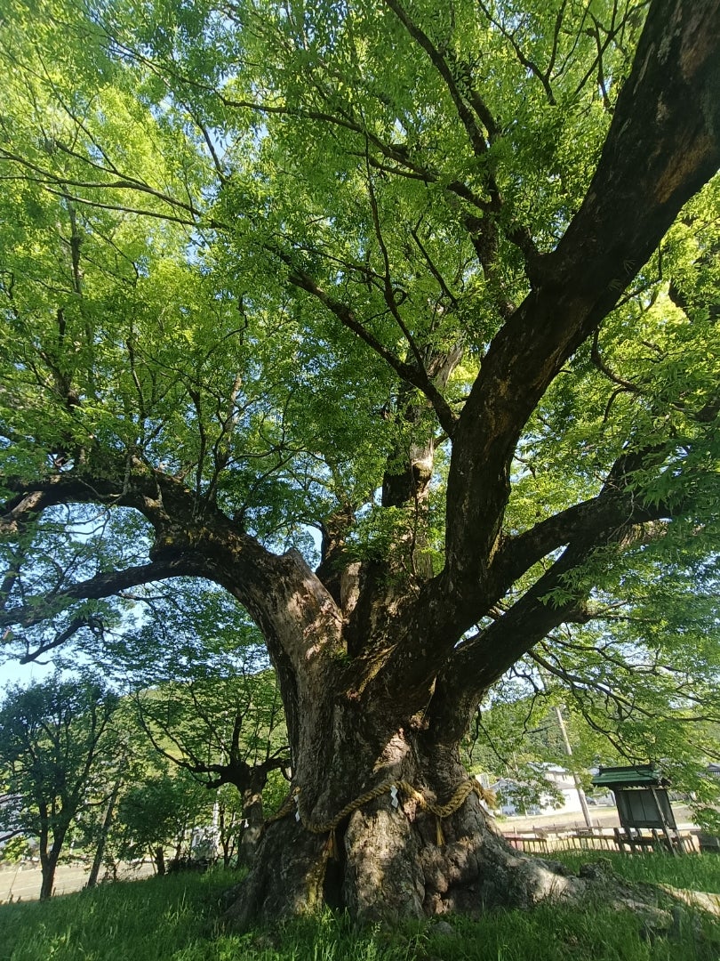 野間の大けやき【国天然記念物樹齢千年】 | 春夏秋冬