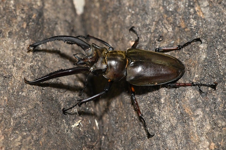プラネットミヤマ Lucanus planeti planeti | 昆虫漂流記