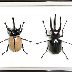 画像 いきもの大図鑑  かぶとむし カプセルトイ の記事より 10つ目