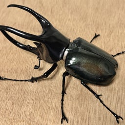 画像 いきもの大図鑑  かぶとむし カプセルトイ の記事より 19つ目