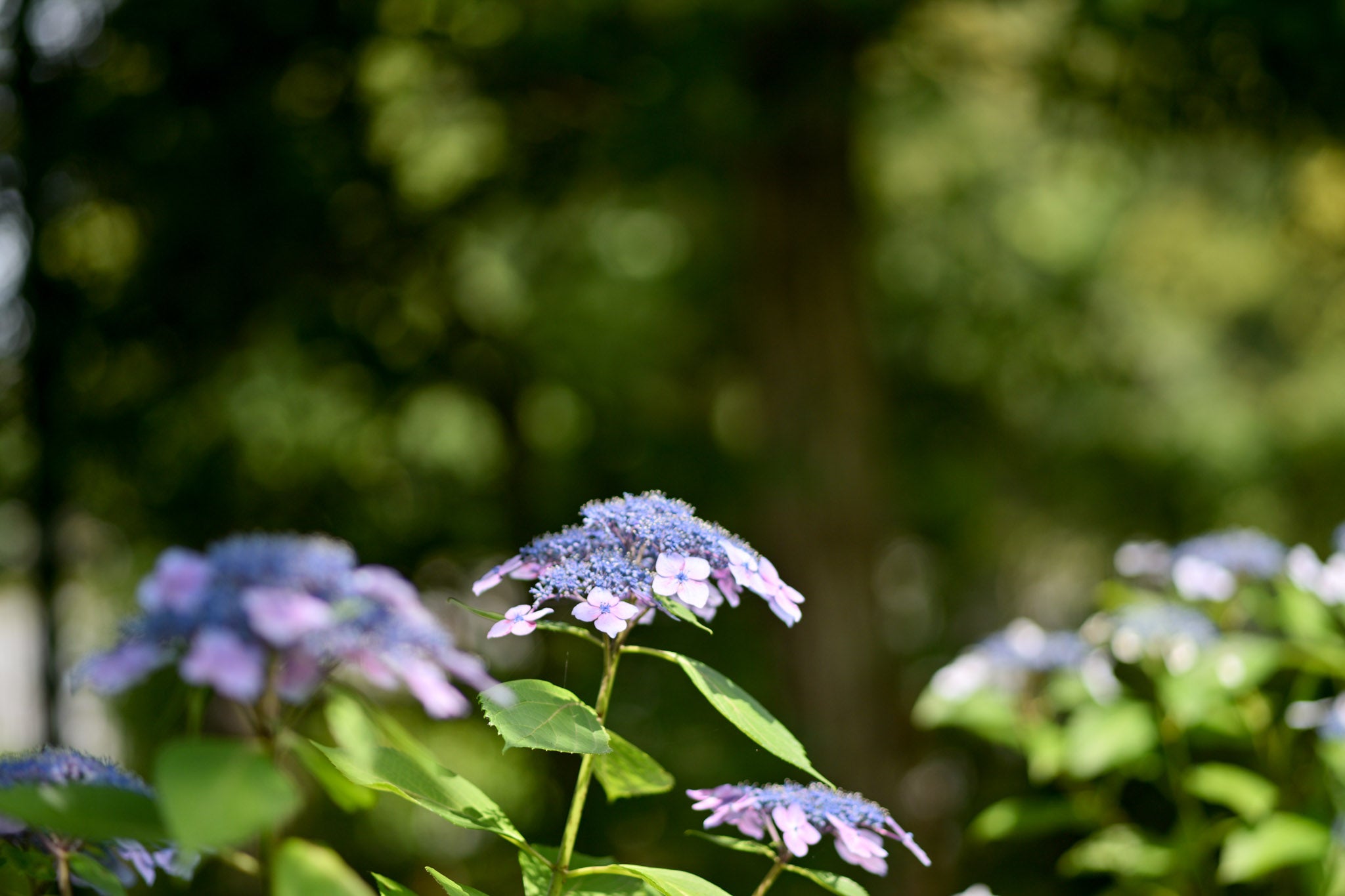 府中市郷土の森の紫陽花(9)額アジサイ(紫系) | 写真道楽人のブログⅡ