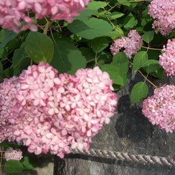 画像 三室戸寺の紫陽花★ の記事より 5つ目