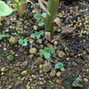 良いもの見つけた！こぼれ種からの発芽ビオラと コスモス？の画像
