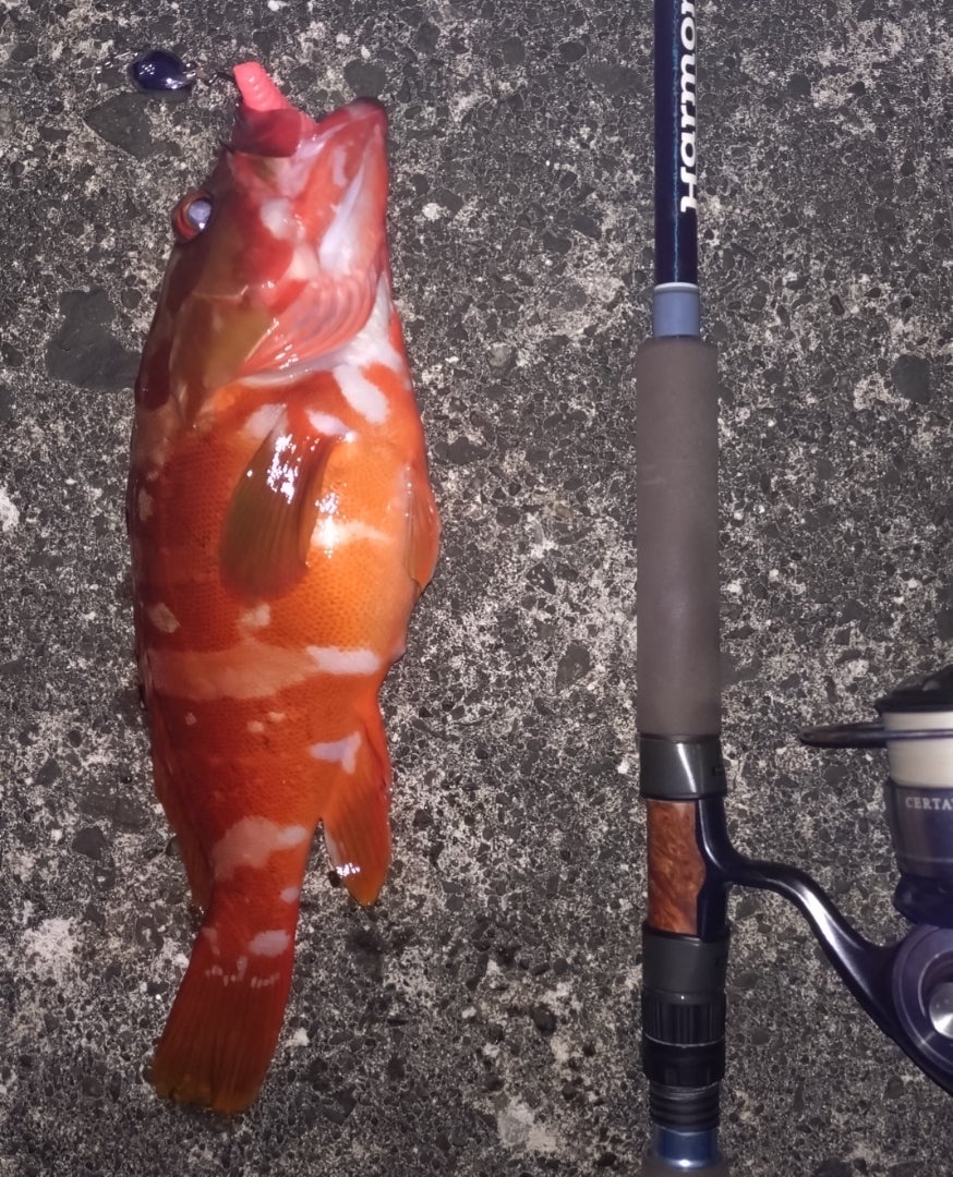 久しぶりのハタ探し… | 静岡SaltWaterFishing