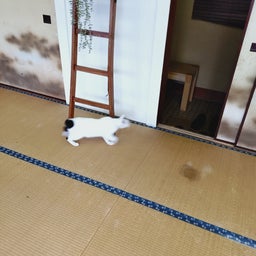 画像 君の名は の記事より