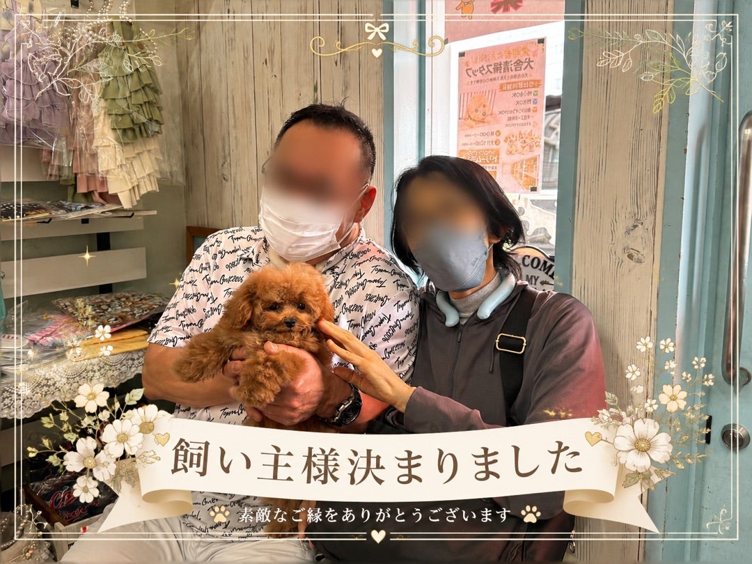 3月27日生まれのトイプードルの男の子、飼い主様が決まりました | 広島 
