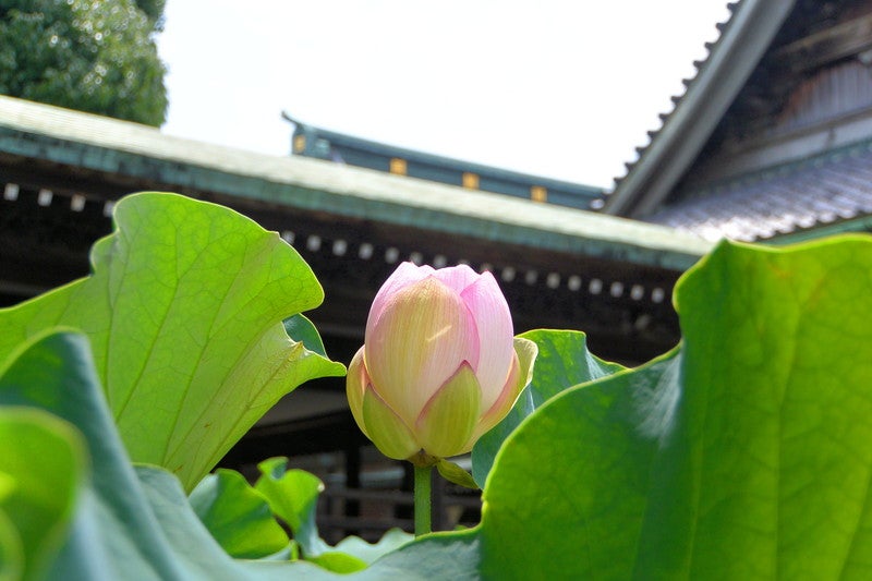 蓮花 蓮の花咲く水元公園 ブロンプトンたちで朝の葛飾サイクリング2026