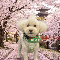 画像 レオの四十九日 の記事より 8つ目