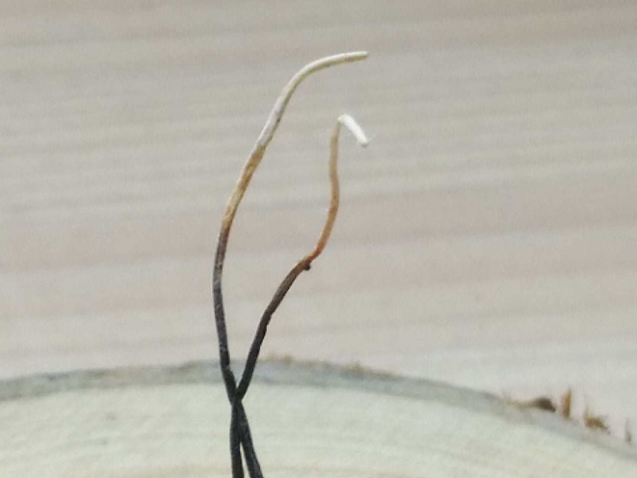 国産亀虫茸】 カメムシタケの標本 冬虫夏草 標本 冬虫夏草（カメムシ