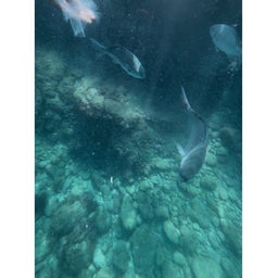画像 弓ヶ浜海水浴　2026/08/23-25 の記事より 5つ目