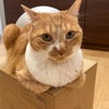 今日の雲丹とホッケ⭐︎の画像