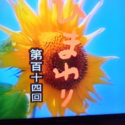 画像 松嶋菜々子さんのひまわり の記事より 7つ目
