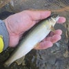 今季、2度目の鮎釣り(^^)の画像