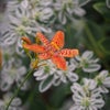 ニラの花が一斉に咲きました　初雪草の画像