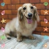 トリミング♡むさしくんの画像