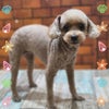 トリミング♡つむぎちゃんの画像