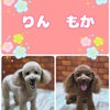 トリミング♡りんちゃん、もかちゃんの画像