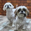 トリミング♡むちゃちゃん、よもぎちゃんの画像