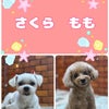 トリミング♡さくらちゃん、ももちゃんの画像