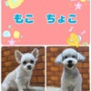 トリミング♡もこくん、ちょこくんの画像
