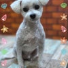 トリミング♡ぷにくんの画像