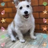 トリミング♡あいちゃんの画像