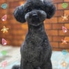 トリミング♡ココちゃんの画像