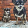 トリミング♡りんちゃん、そらくんの画像
