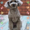 トリミング♡あずきちゃんの画像