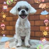 トリミング♡ちびたくんの画像