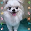 トリミング♡ハロくんの画像