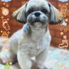 トリミング♡りんちゃんの画像