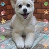 トリミング♡もこくんの画像
