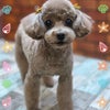 トリミング♡メルちゃんの画像