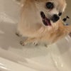 「散歩から帰宅！」の画像